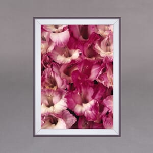 Alu snap ramme 32mm Sølv. Flere størrelser